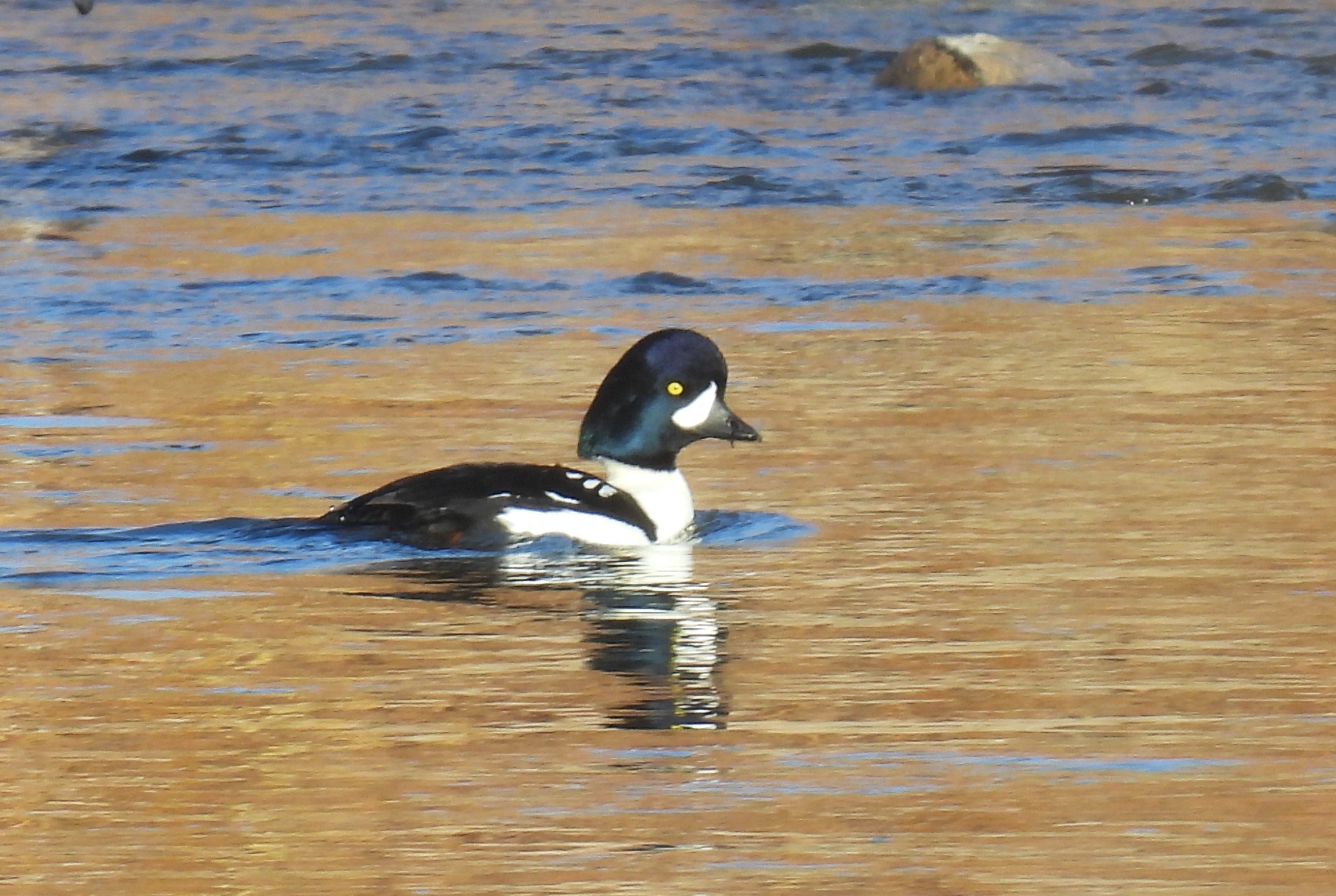 Barrow's Goldeneye